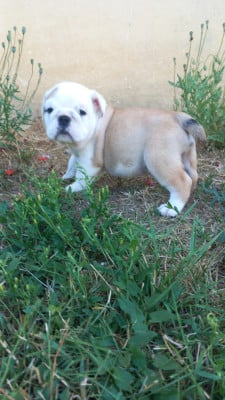 Les chiots de Bulldog Anglais