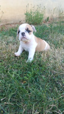 Les chiots de Bulldog Anglais