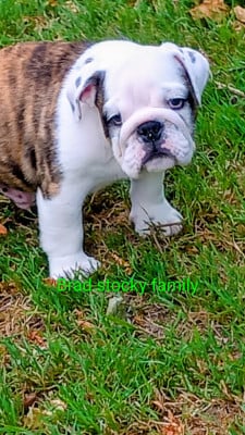 Les chiots de Bulldog Anglais