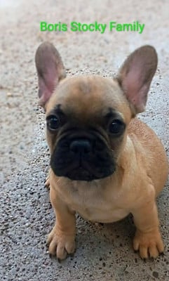 Les chiots de Bouledogue français