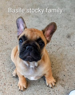 Les chiots de Bouledogue français