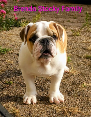 Les chiots de Bulldog Anglais