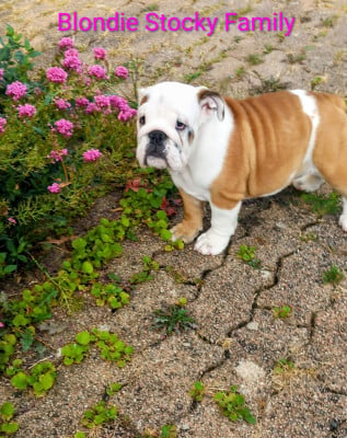 Les chiots de Bulldog Anglais