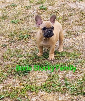Les chiots de Bouledogue français
