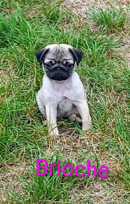 Les chiots de Carlin