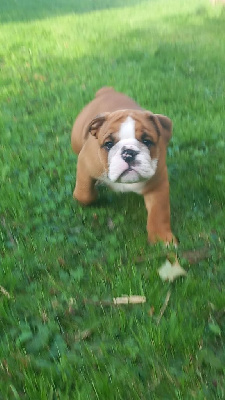 Les chiots de Bulldog Anglais
