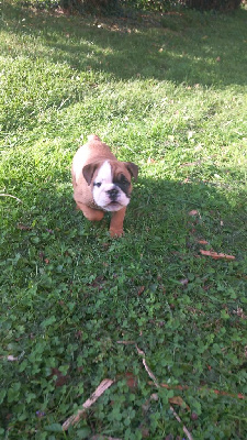Les chiots de Bulldog Anglais
