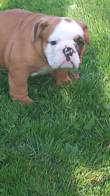 Les chiots de Bulldog Anglais