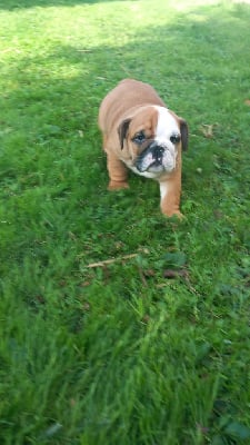 Les chiots de Bulldog Anglais