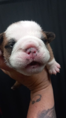 Les chiots de Bulldog Anglais