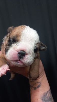 Les chiots de Bulldog Anglais