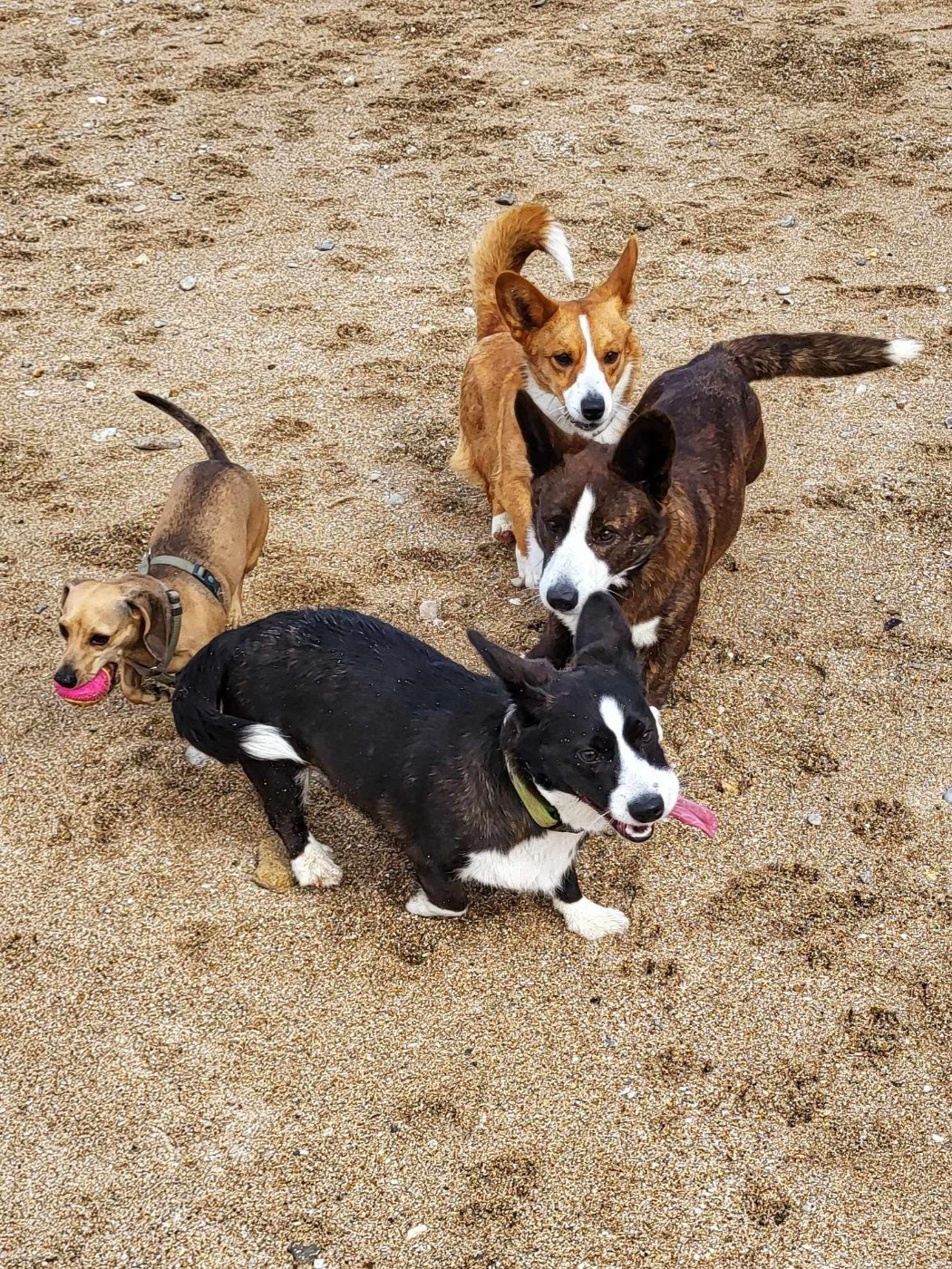 Uno De La Bergerie Des Bons Soins