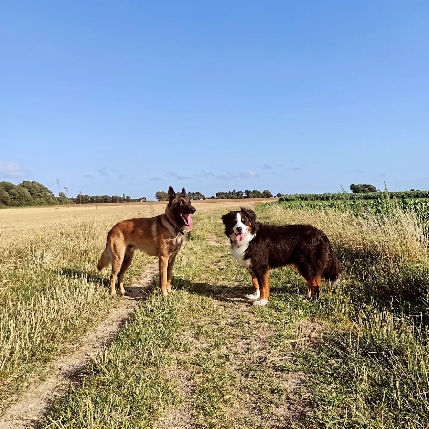 Ugh De La Bergerie Des Bons Soins