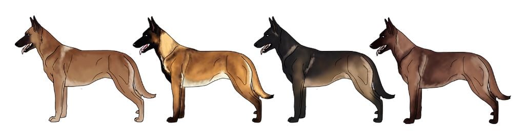 Accueil La Bergerie Des Bons Soins Eleveur De Chiens Berger Belge Malinois Et Welsh Corgi Cardigan