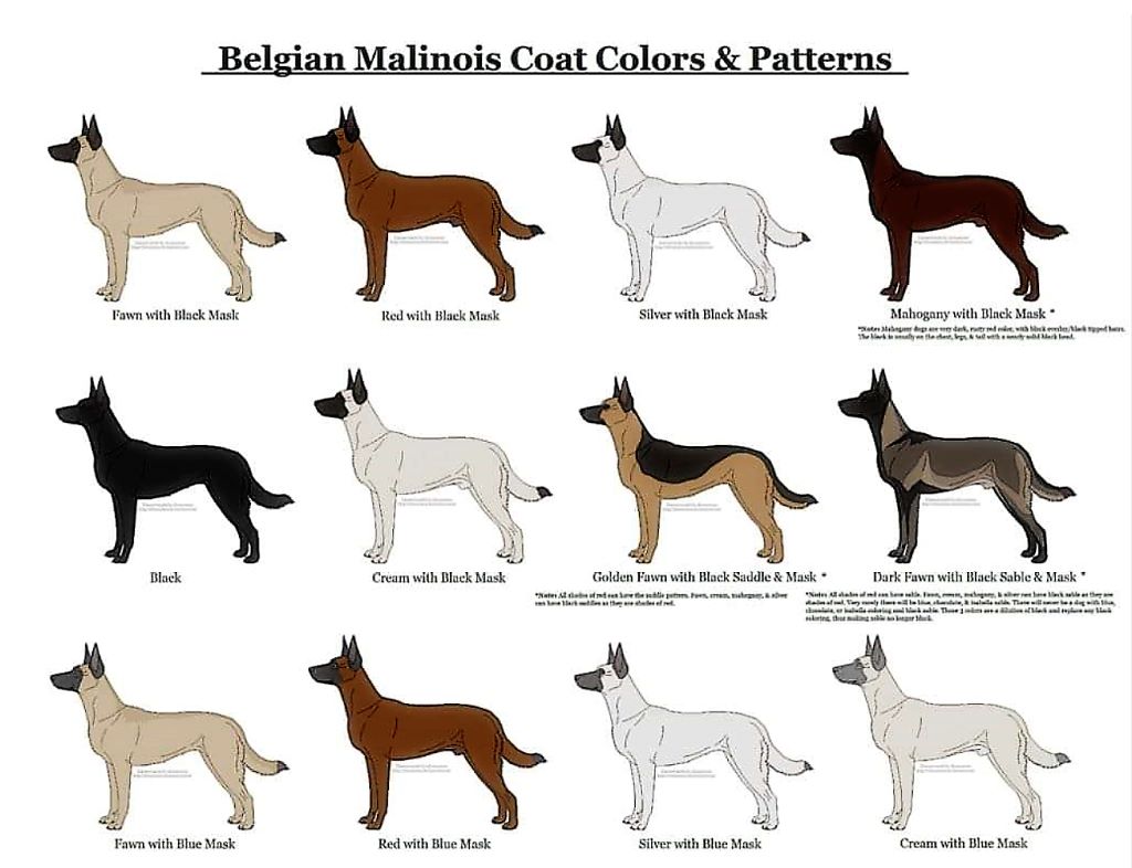 Accueil La Bergerie Des Bons Soins Eleveur De Chiens Berger Belge Malinois Et Welsh Corgi Cardigan