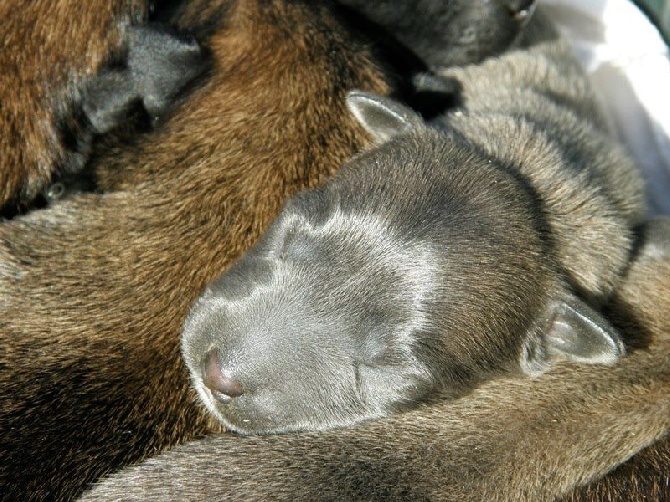 Accueil La Bergerie Des Bons Soins Eleveur De Chiens Berger Belge Malinois Et Welsh Corgi Cardigan