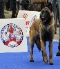 Sr obladi-oblada De La Bergerie Des Bons Soins - SP: Très Prometteur Classe Puppy Femelle. Meilleur de race Puppy .
