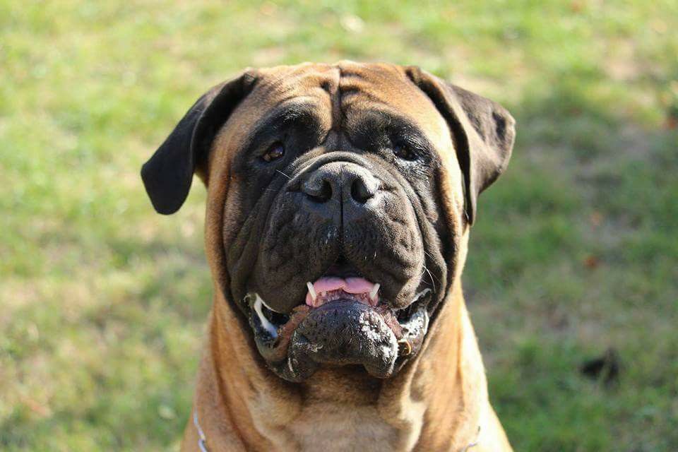 Publication : Des Sentinelles Des Essarts Auteur : lefranc isalyne