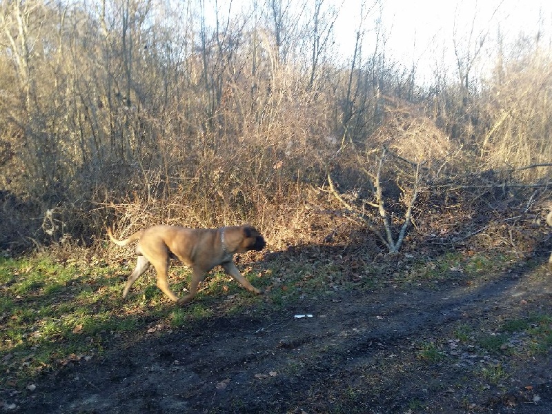 Publication : Des Sentinelles Des Essarts Auteur : lefranc isalyne