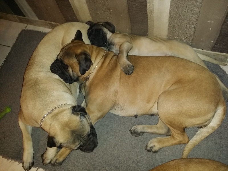 Publication : Des Sentinelles Des Essarts Auteur : lefranc isalyne