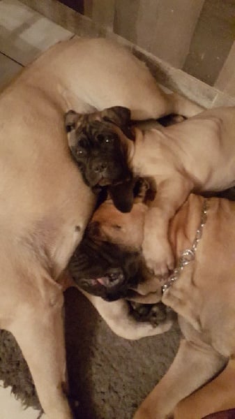 Publication : Des Sentinelles Des Essarts Auteur : lefranc isalyne