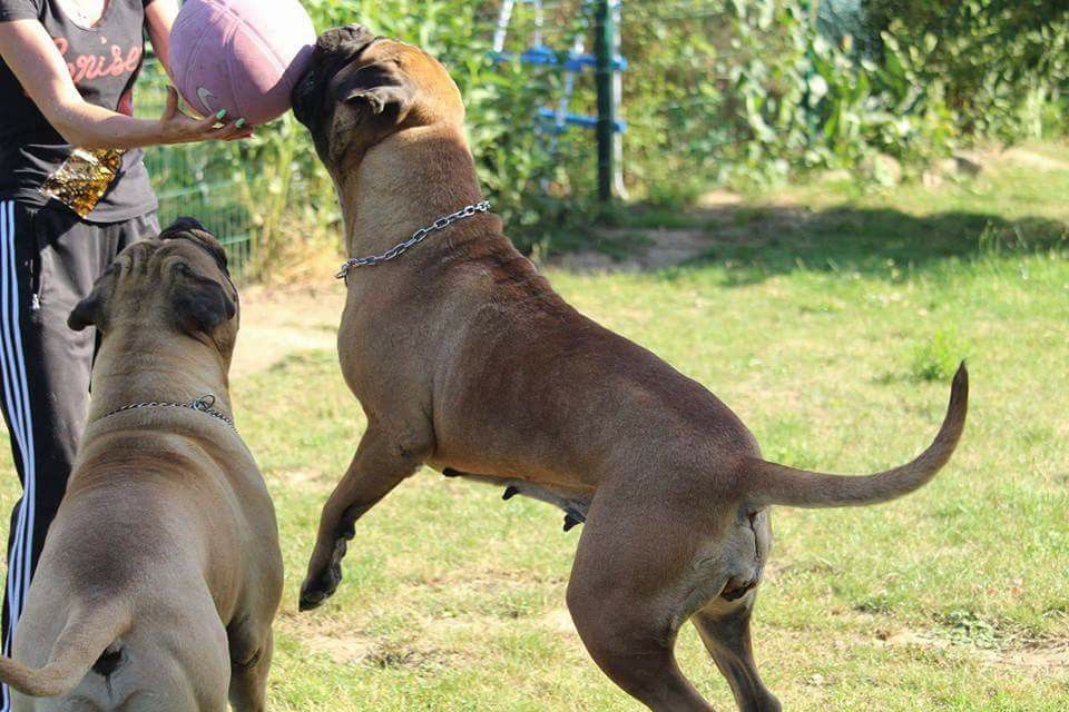 Publication : Des Sentinelles Des Essarts Auteur : lefranc isalyne