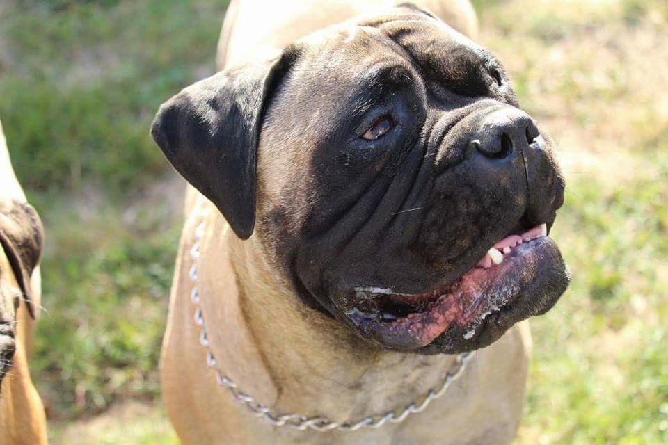 Publication : Des Sentinelles Des Essarts Auteur : aurelie boclet