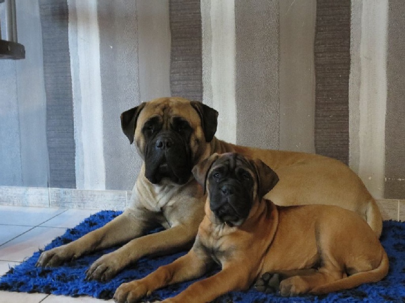 Publication : Des Sentinelles Des Essarts Auteur : lefranc isalyne