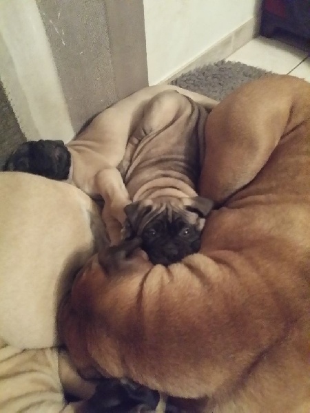 Publication : Des Sentinelles Des Essarts Auteur : aurelie boclet