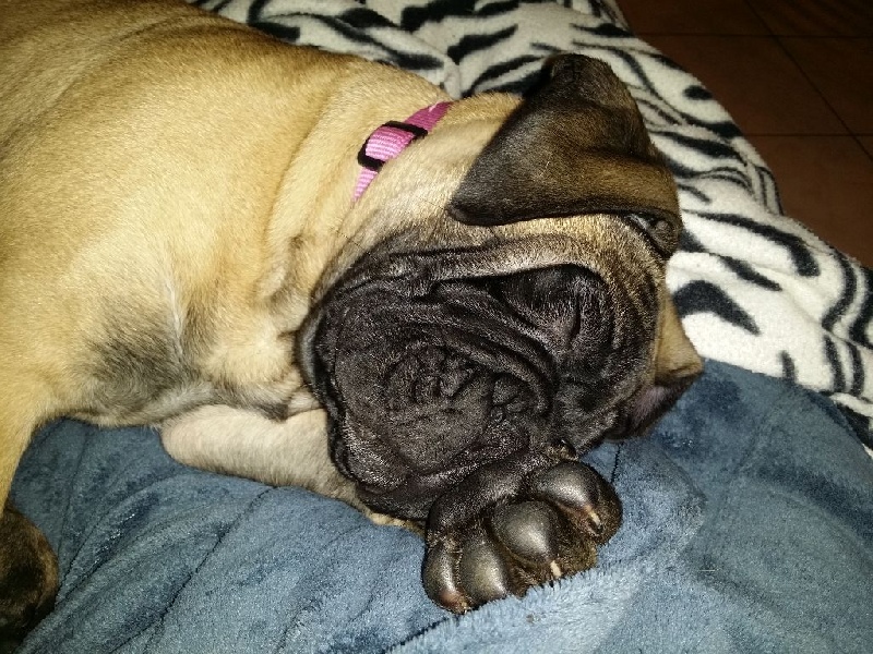 Publication : Des Sentinelles Des Essarts Auteur : aurelie boclet