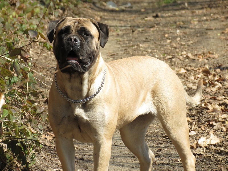 Publication : Des Sentinelles Des Essarts Auteur : lefranc