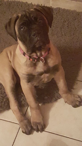 Publication : Des Sentinelles Des Essarts Auteur : aurelie boclet