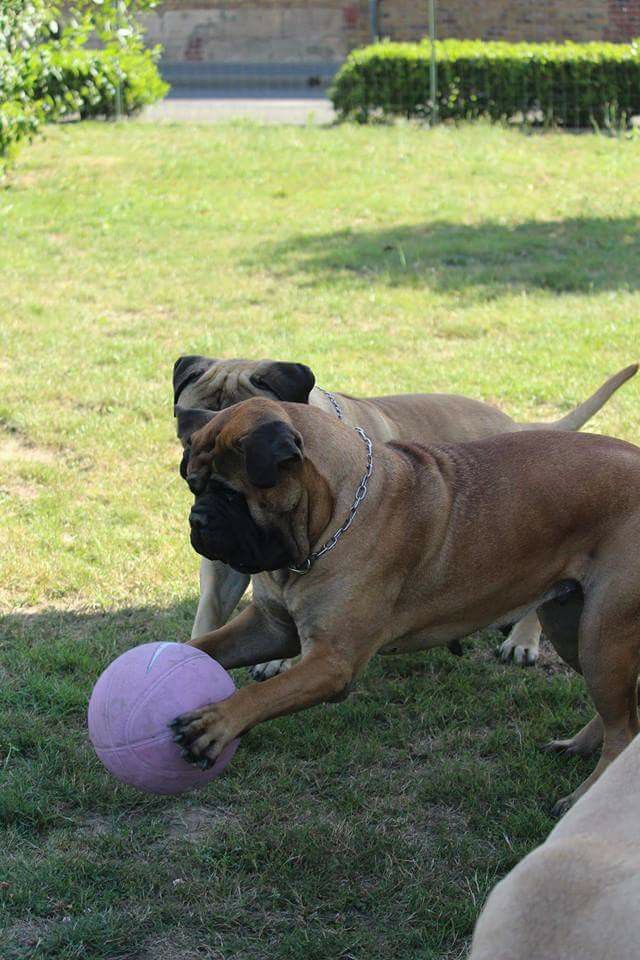 Publication : Des Sentinelles Des Essarts Auteur : lefranc isalyne