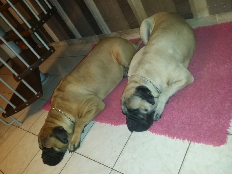 Publication : Des Sentinelles Des Essarts Auteur : lefranc isalyne