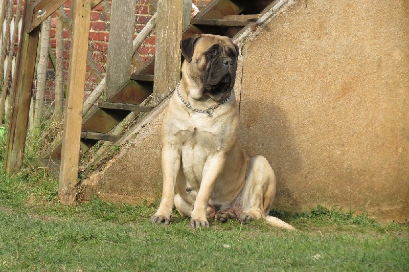 Publication : Des Sentinelles Des Essarts Auteur : lefranc