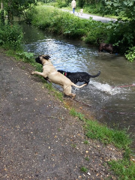 Publication : Des Sentinelles Des Essarts Auteur : aurelie boclet