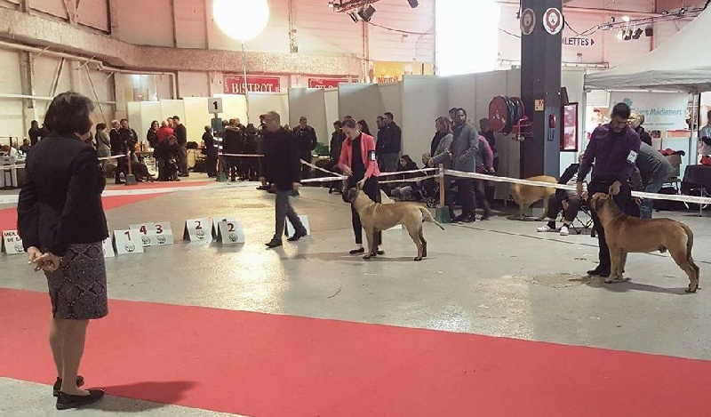 Publication : Des Sentinelles Des Essarts Auteur : aurelie boclet