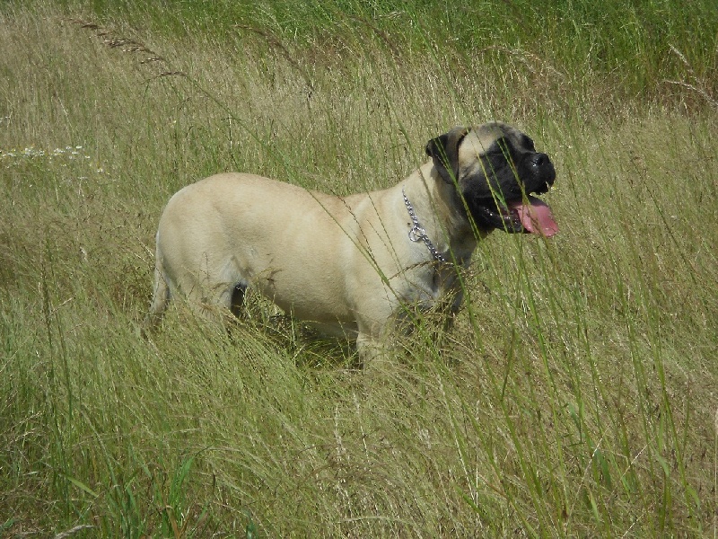 Publication : Des Sentinelles Des Essarts Auteur : lefranc