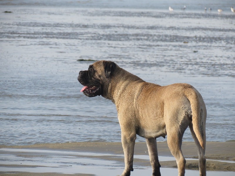 Publication : Des Sentinelles Des Essarts Auteur : lefranc