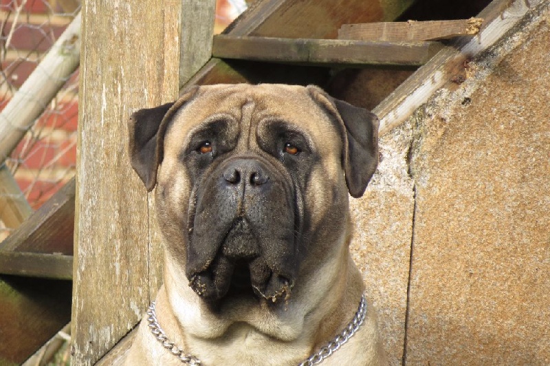 Publication : Des Sentinelles Des Essarts Auteur : lefranc