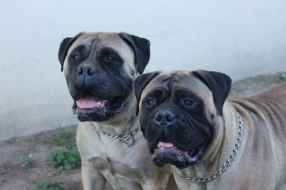 Publication : Des Sentinelles Des Essarts Auteur : aurelie boclet