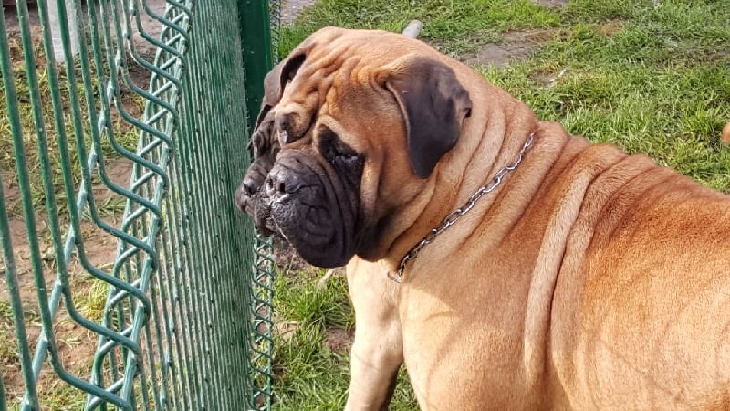 Publication : Des Sentinelles Des Essarts Auteur : lefranc isalyne