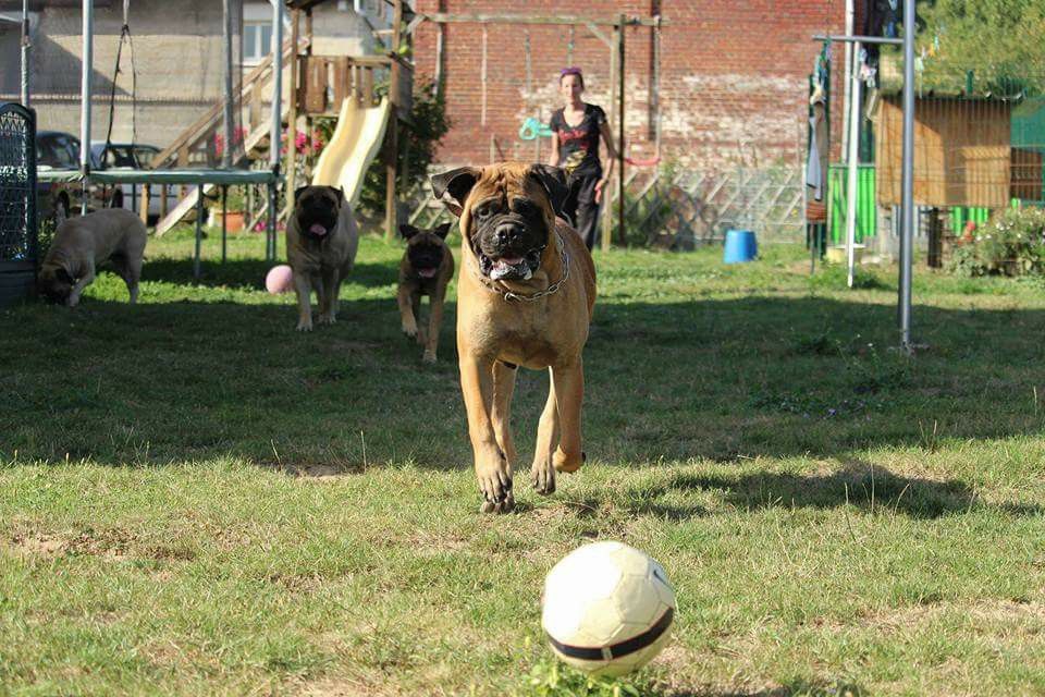 Publication : Des Sentinelles Des Essarts Auteur : lefranc isalyne