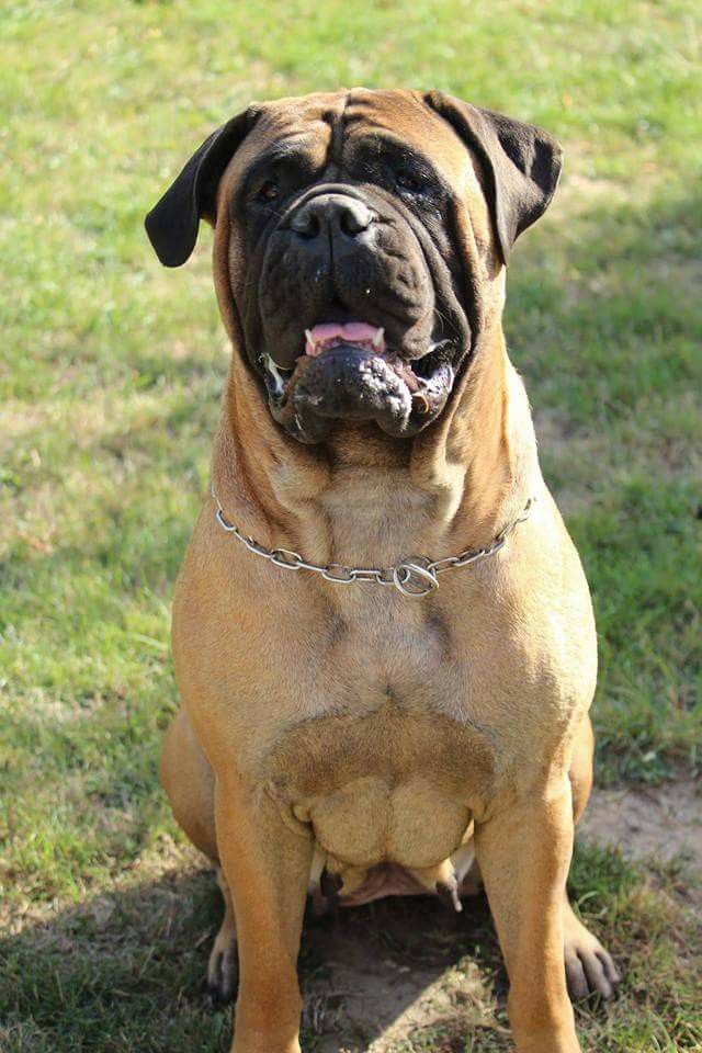 Publication : Des Sentinelles Des Essarts Auteur : lefranc isalyne