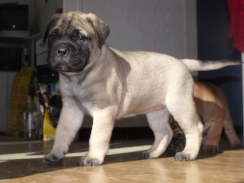 Publication : Des Sentinelles Des Essarts Auteur : lefranc