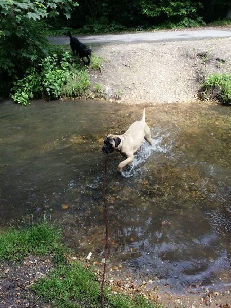 Publication : Des Sentinelles Des Essarts Auteur : aurelie boclet