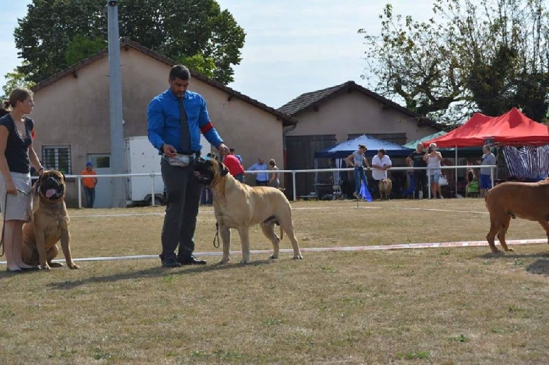 CH. James bond des Hauts de Gaumont - 3 eme en classe ouverte