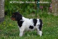 Des Bretons Carlésiens - Epagneul Breton - Portée née le 20/07/2019