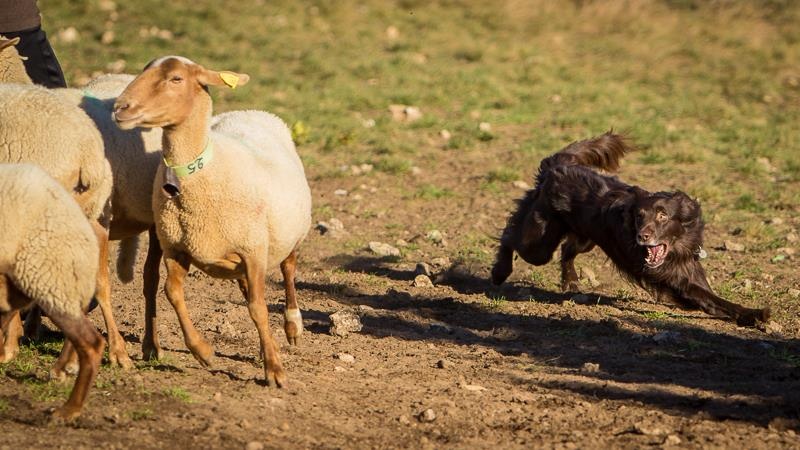 Publication : Origine Deux Auteur : Juliette Bercovici