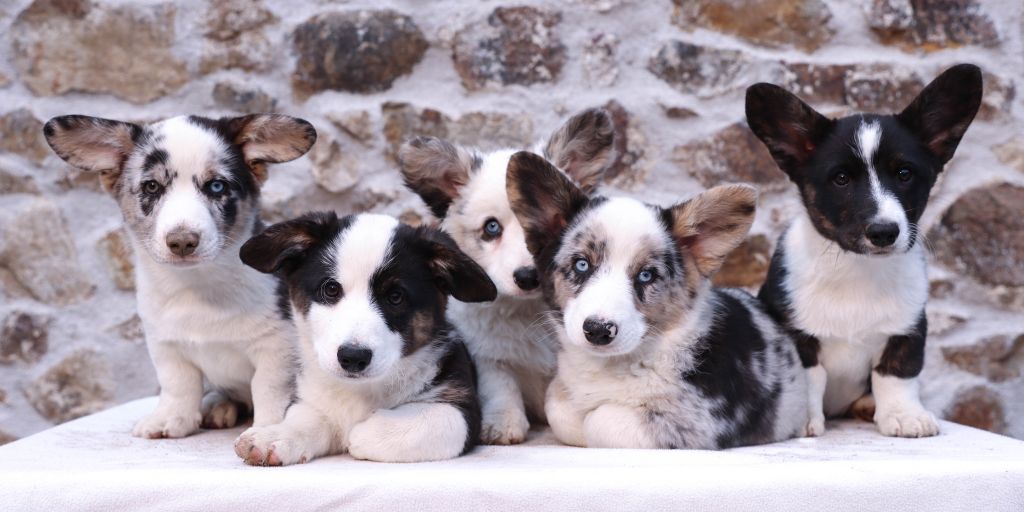 chiot Welsh Corgi Cardigan De La Vallée De L'Aumance